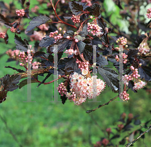 Picture of Physocarpus opulifolius 'Seward(Summer Wine)'