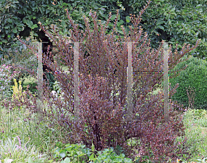 Picture of Physocarpus opulifolius 'Donna May' (First Editions  Little Devil)