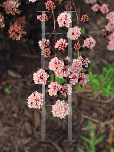 Picture of Physocarpus opulifolius 'Donna May' (First Editions  Little Devil)
