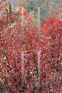 Picture of Physocarpus opulifolius 'Donna May' (First Editions  Little Devil)