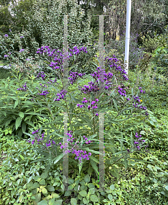 Picture of Vernonia noveboracensis 