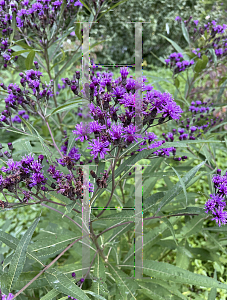 Picture of Vernonia noveboracensis 