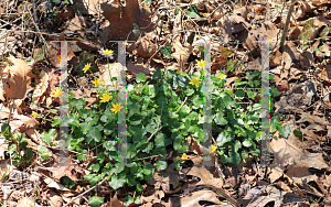 Picture of Ficaria verna '~Species'