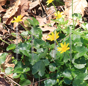 Picture of Ficaria verna '~Species'