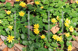 Picture of Ficaria verna '~Species'