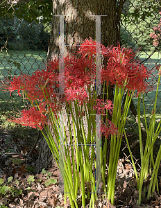 Picture of Lycoris radiata 