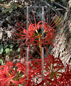 Picture of Lycoris radiata 