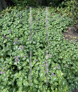 Picture of Lamium maculatum 