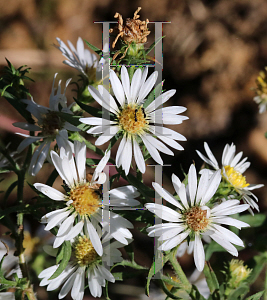 Picture of Symphyotrichum pilosum 