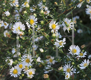 Picture of Symphyotrichum pilosum 