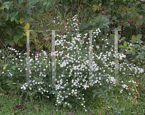 Picture of Symphyotrichum pilosum 