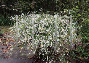 Picture of Symphyotrichum pilosum 