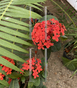 Picture of Ixora coccinea 