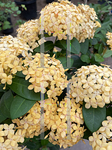 Picture of Ixora coccinea 'Maui Yellow'