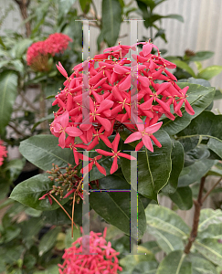 Picture of Ixora coccinea 