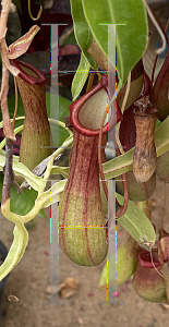Picture of Nepenthes mirabilis '~Species'