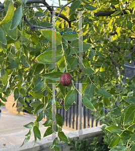 Picture of Ziziphus jujuba 