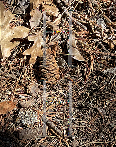 Picture of Sequoiadendron giganteum 