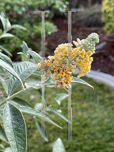 Picture of Buddleia x weyeriana 'Honeycomb'