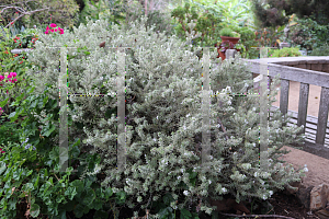 Picture of Westringia fruticosa 'Smokey'