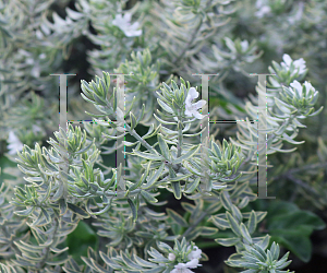 Picture of Westringia fruticosa 'Smokey'
