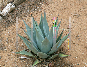 Picture of Agave deserti 