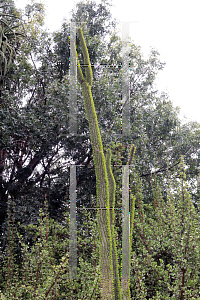 Picture of Alluaudia procera 