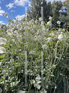 Picture of Anemone vitifolia 