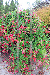 Picture of Antigonon leptopus 