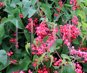 Picture of Antigonon leptopus 