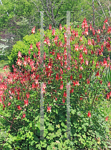 Picture of Aquilegia canadensis 