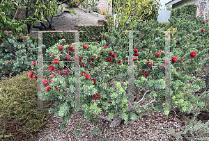 Picture of Callistemon  'Little John'