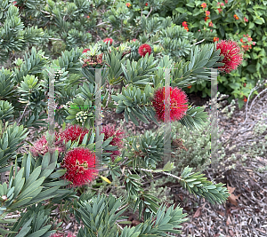 Picture of Callistemon  'Little John'