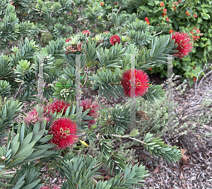 Picture of Callistemon  'Little John'