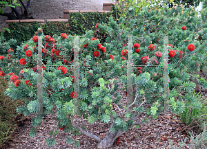 Picture of Callistemon  'Little John'