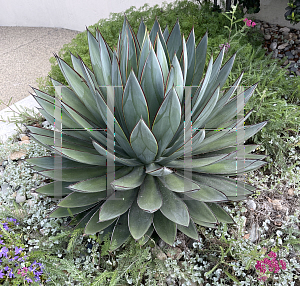 Picture of Agave  'Blue Glow'