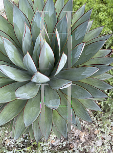 Picture of Agave  'Blue Glow'