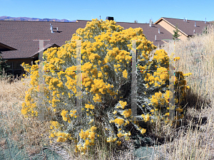 Picture of Ericameria nauseosua '~Species'