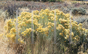 Picture of Ericameria nauseosua '~Species'