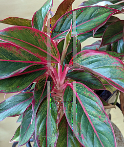 Picture of Aglaonema nitidum 'Siam Aurora'