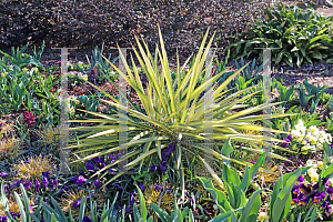 Picture of Yucca filamentosa 'Golden Sword'