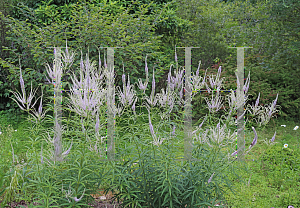 Picture of Veronicastrum virginicum 