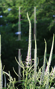 Picture of Veronicastrum virginicum 