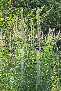 Picture of Veronicastrum virginicum 