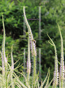 Picture of Veronicastrum virginicum 