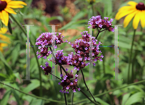 Picture of Verbena bonariensis 