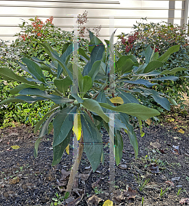 Picture of Edgeworthia chrysantha 'Nanjing Gold'