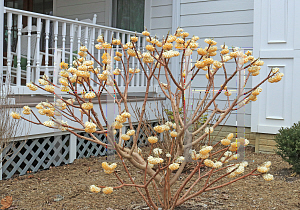 Picture of Edgeworthia chrysantha 'Nanjing Gold'