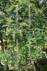 Picture of Cephalanthus occidentalis 