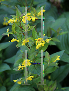 Picture of Lysimachia ciliata 'Atropurpurea'